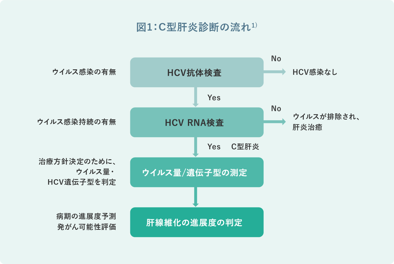 図1：C型肝炎の時間経過と病気の進行※