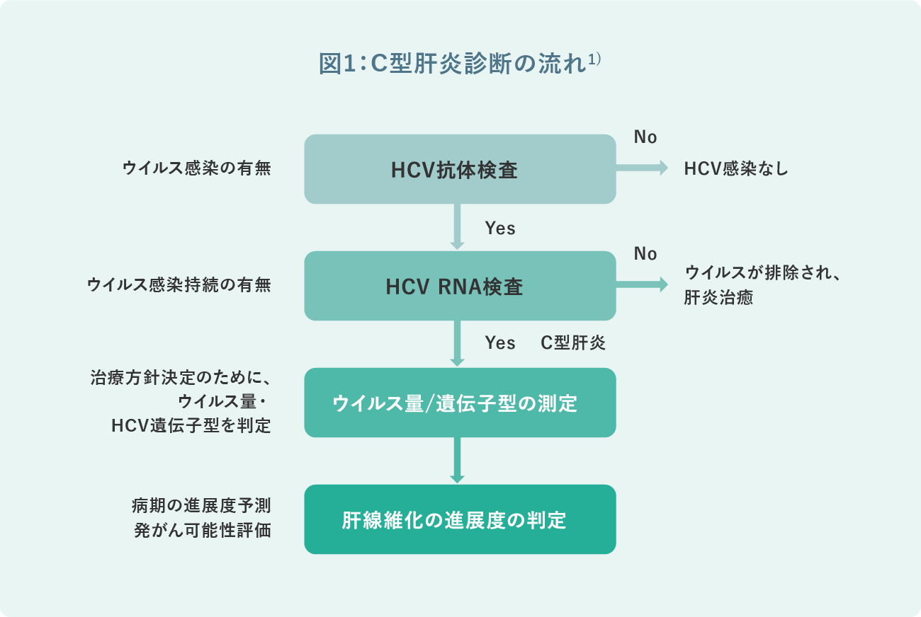 図1:C型肝炎の時間経過と病気の進行※